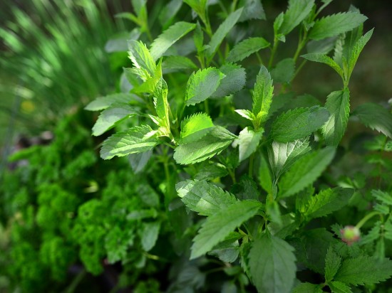 Szałwia w diecie królików <i class='mr-2 float-end fas fa-volume-up'></i>