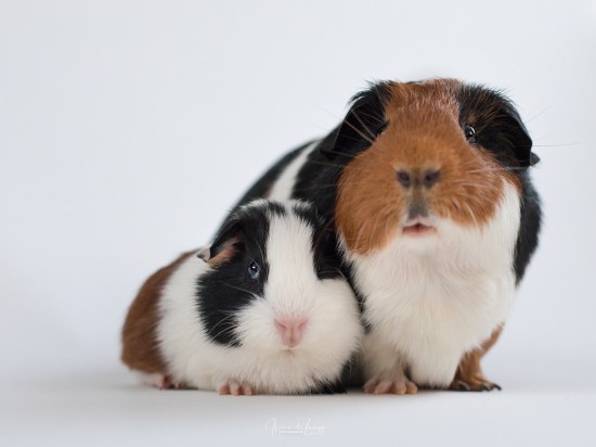 Towarzysz dla świnki <i class='mr-2 float-end fas fa-volume-up'></i>