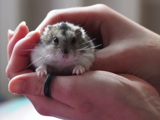 Chomik dla dziecka? <i class='mr-2 float-end fas fa-volume-up'></i>