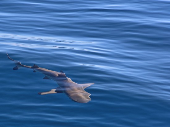 Niezwykły wyczyn rekina