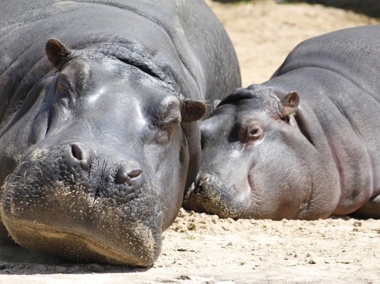 Hipopotam zmienił płeć