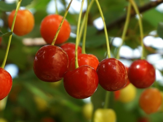 Owoce jednopestkowe w diecie gryzoni