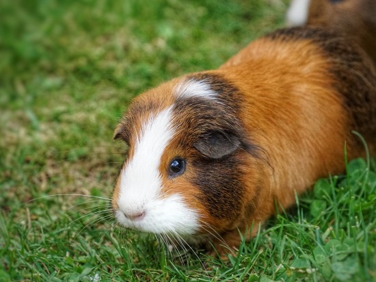 Niedobór witaminy C u świnek morskich