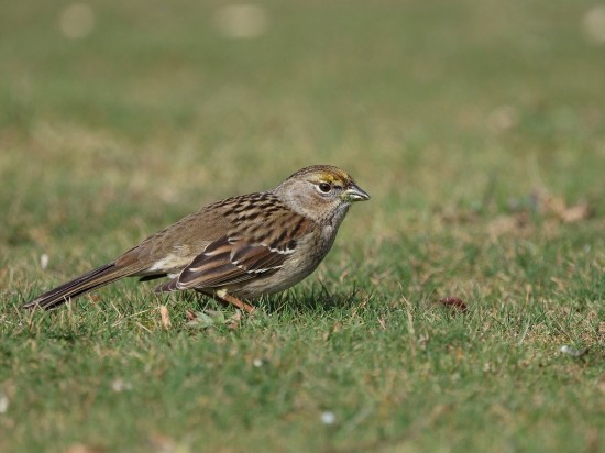 Nie ratuj podlotów!