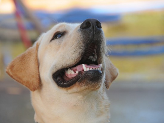 Fakty i mity o rzeczach usuwających kamień nazębny