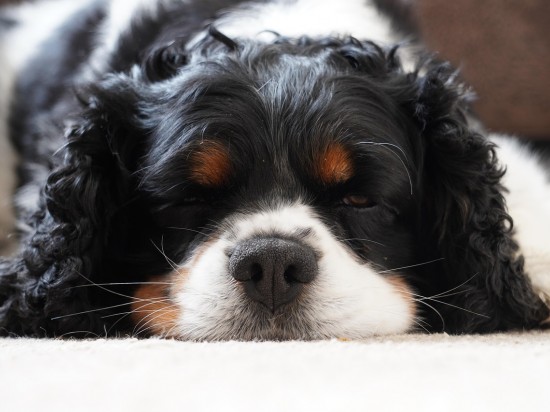 Choroby serca a karmy bezzbożowe