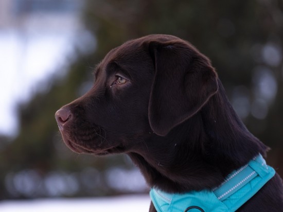 Labradory i ludzie mają ten sam problem