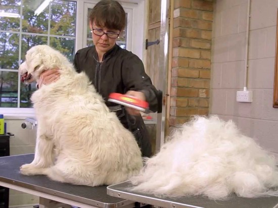 Promocja Furminatorów!