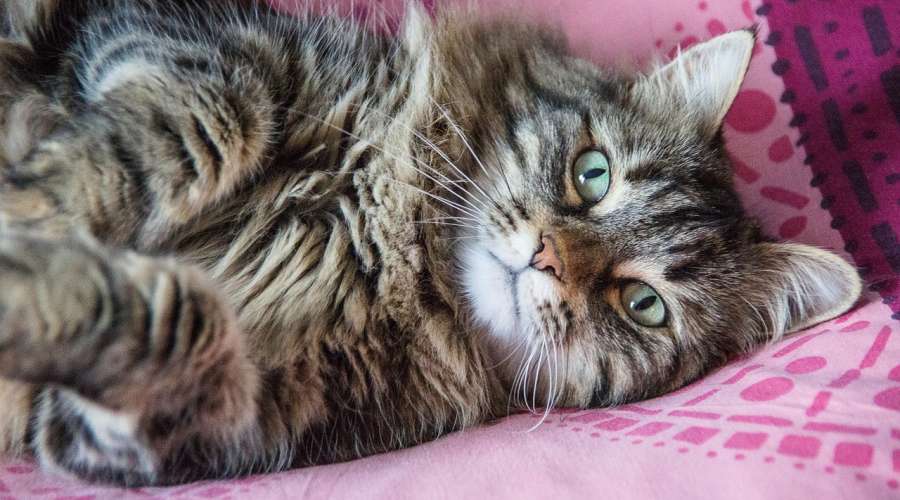 Czy koty mają przyjaciół?