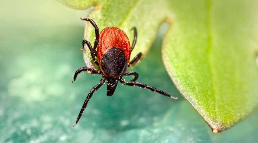 Leki przeciwpasożytnicze ze sklepu czy od weta?