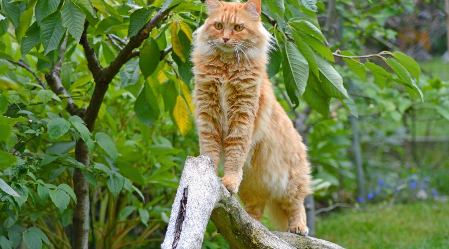 Antykoncepcja u samców