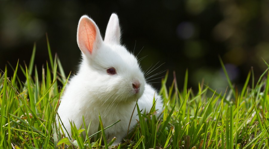 Pasożyty żołądkowo-jelitowe u królików