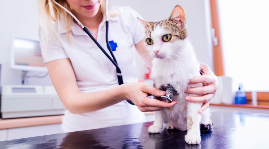 Płyn w jamie opłucnowej