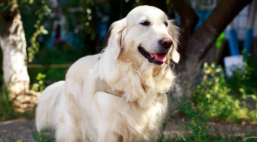 Zapalenia jelit u psów