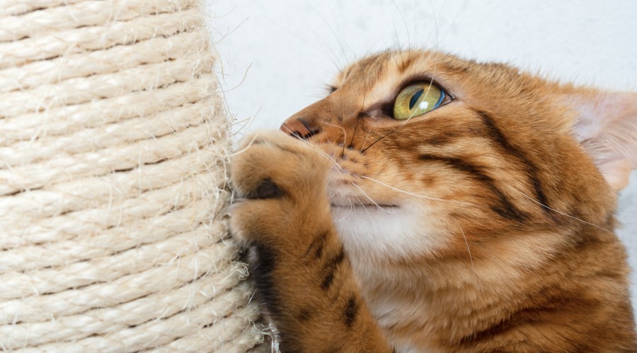 Mój kot nie korzysta z drapaka