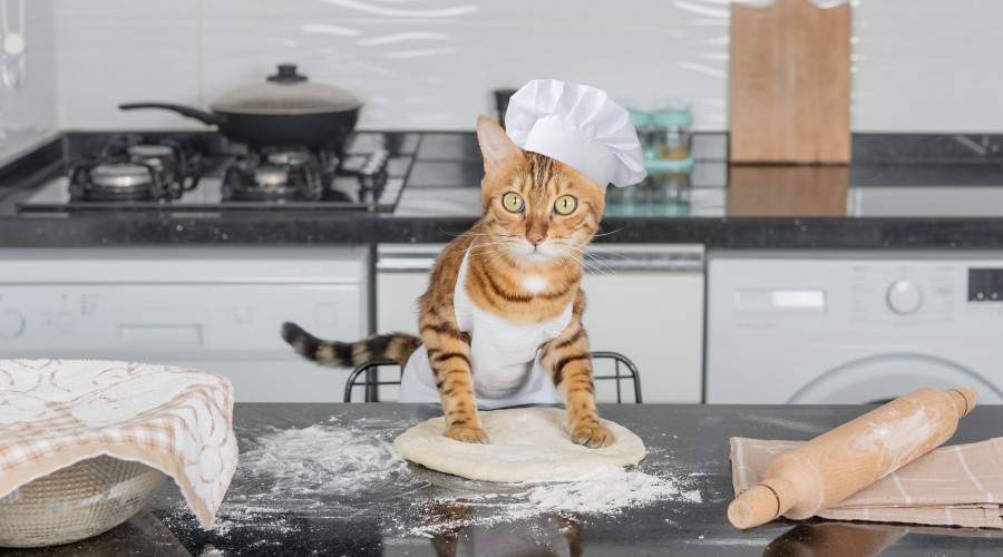 Gdy kot wyrabia ciasto