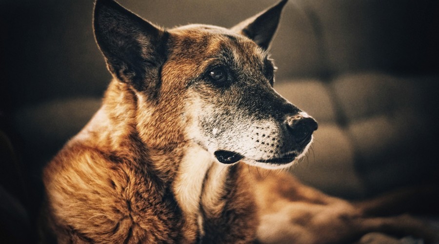 Badania kontrolne u seniora