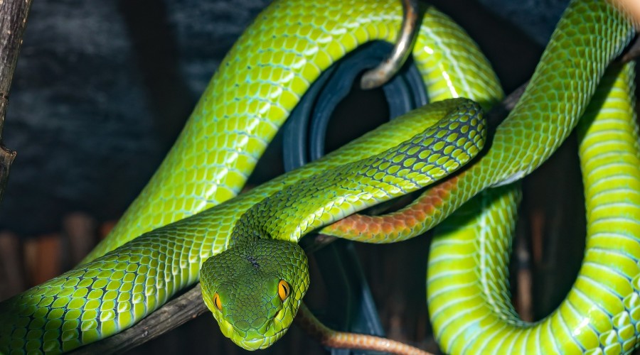 Gdy napotkasz w lesie żmiję