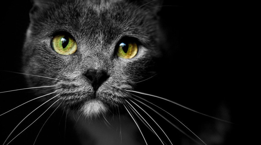 Czy mój kot jest chory?