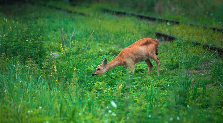 Pomoc dzikim i bezdomnym zwierzętom