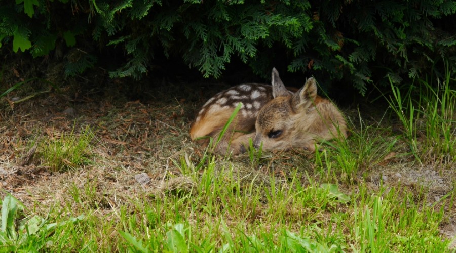 Młode zwierzę zostaw w lesie