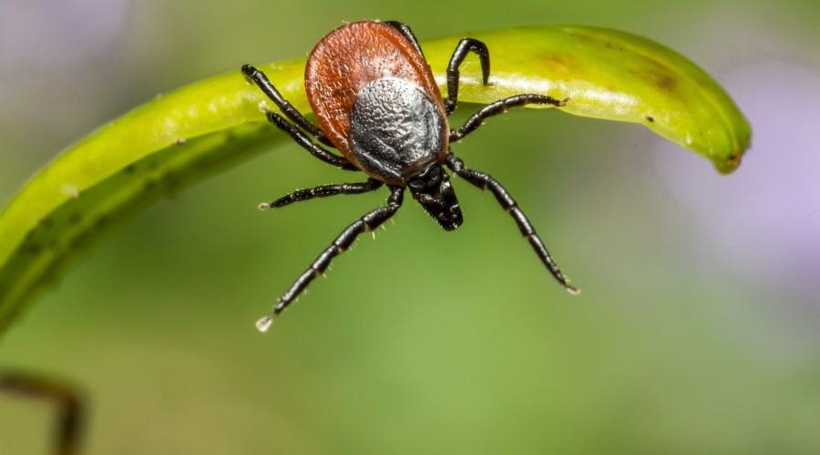Sezon na kleszcze trwa cały rok