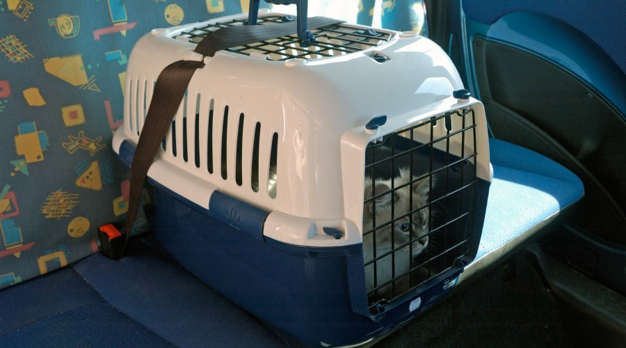 Choroba lokomocyjna u kota