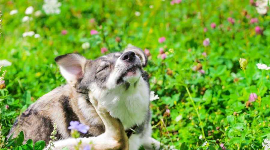 Dlaczego pies się drapie