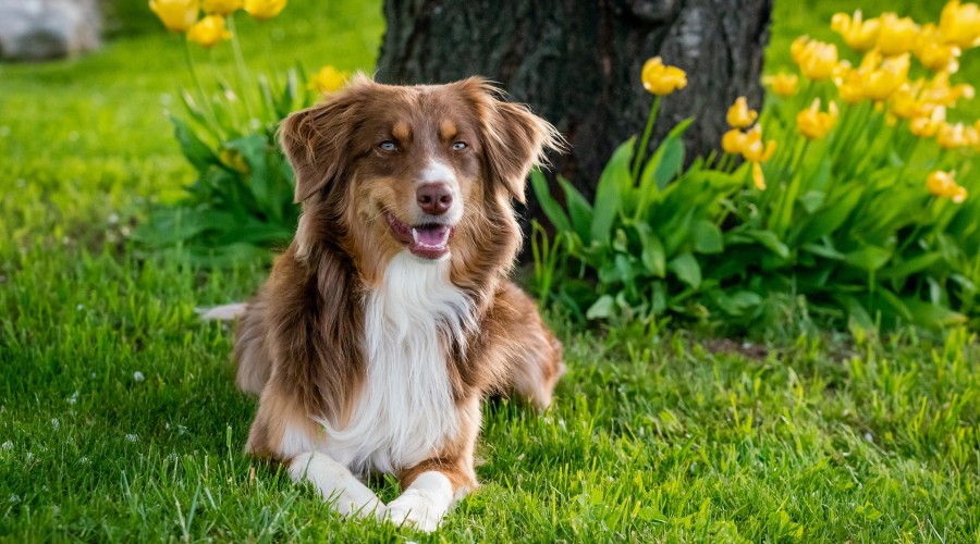 Pasożyty wewnętrzne