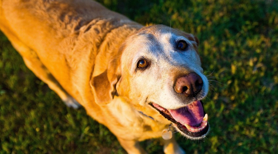 Kardiomiopatia rozstrzeniowa