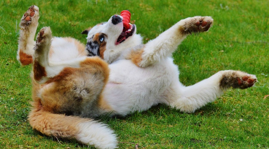 Ciała obce w przewodzie pokarmowym 