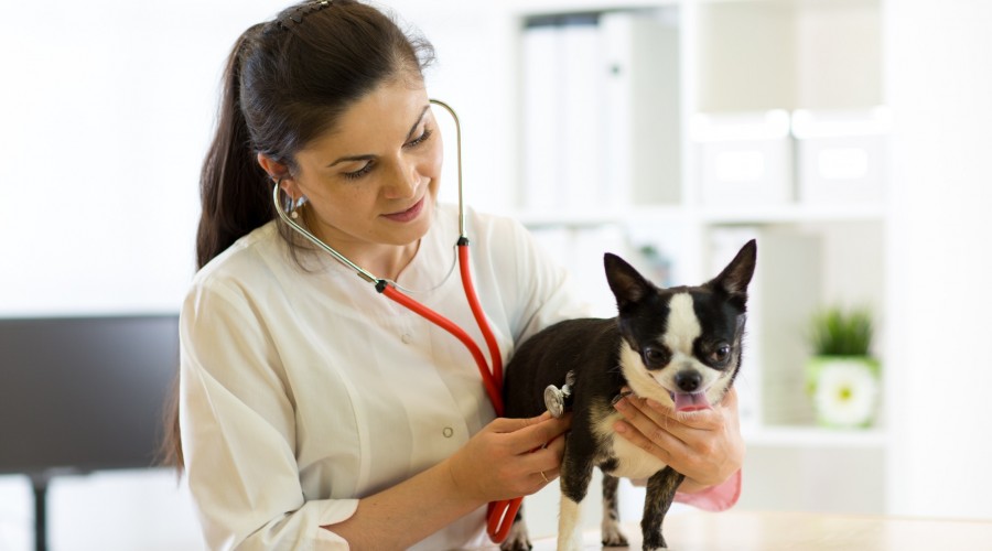 Kleszczowe zapalenie mózgu