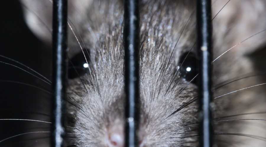 Rozmiar klatki dla gryzoni