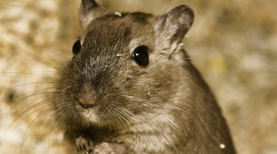 Kołowrotek dla gryzoni