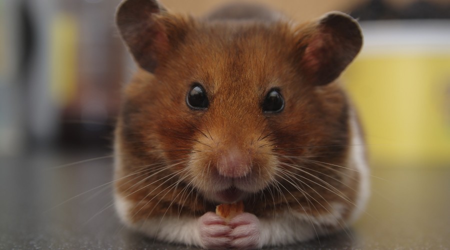 Mieszkanie dla chomika