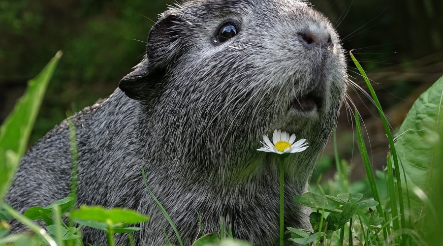 Mieszkanie dla świnki morskiej