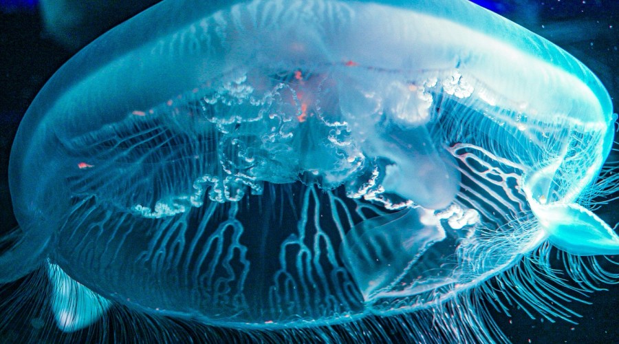Meduza gigant