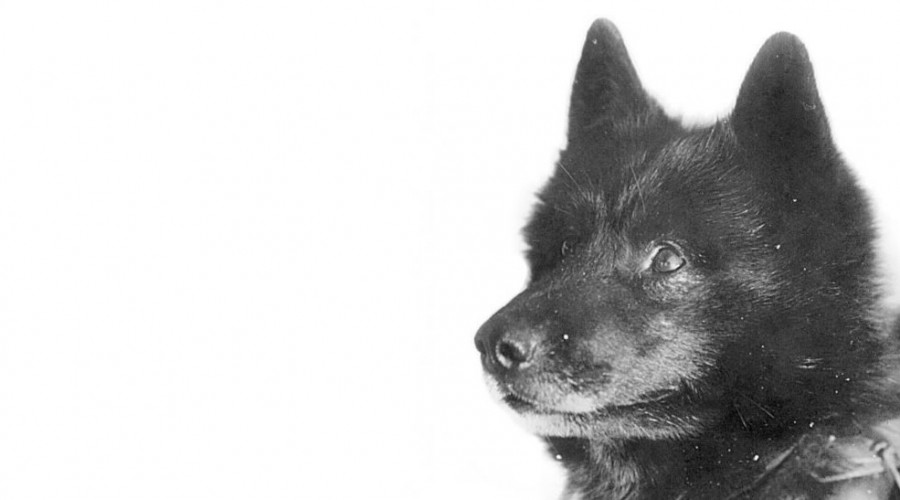 Balto - cała historia