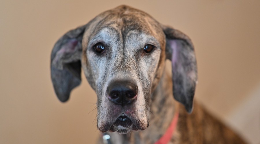 Stawy u psów i kotów