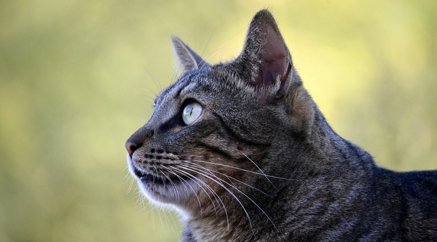 Niezwykły kot z hospicjum