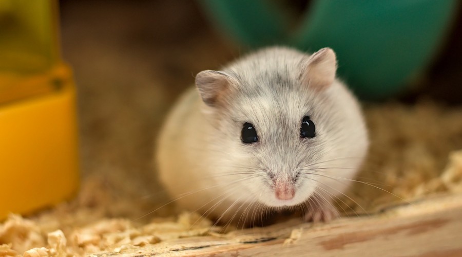 Hamster Polyomavirus