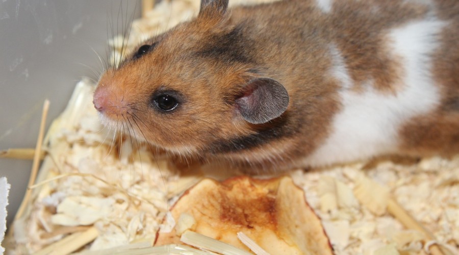 Pasożyty zewnętrzne u chomików