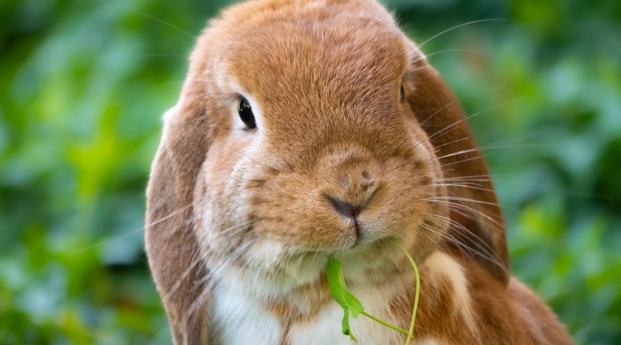 Otyłość u królików