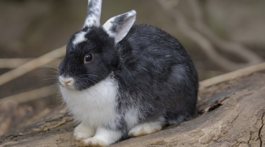 Kokcydioza u królików