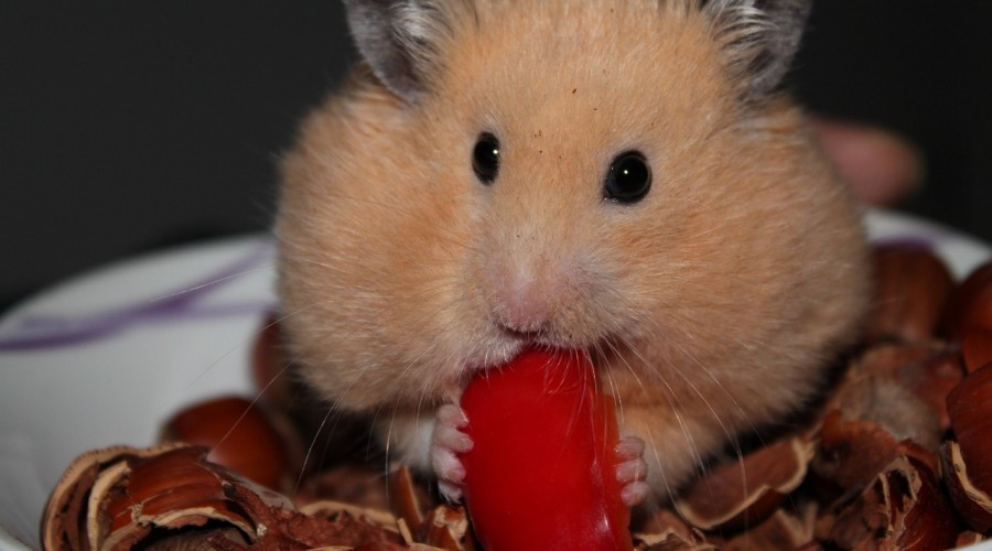 Zbyt mała klatka szkodzi chomikowi