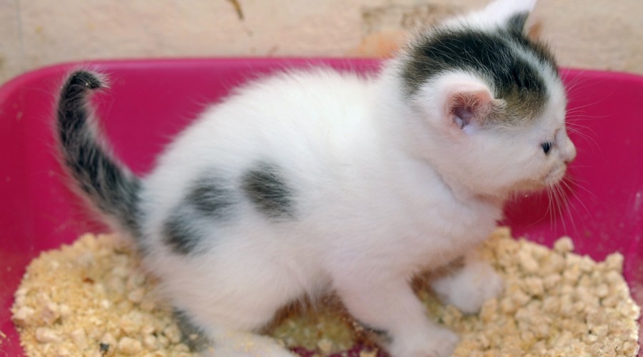 Żwirki kukurydziane