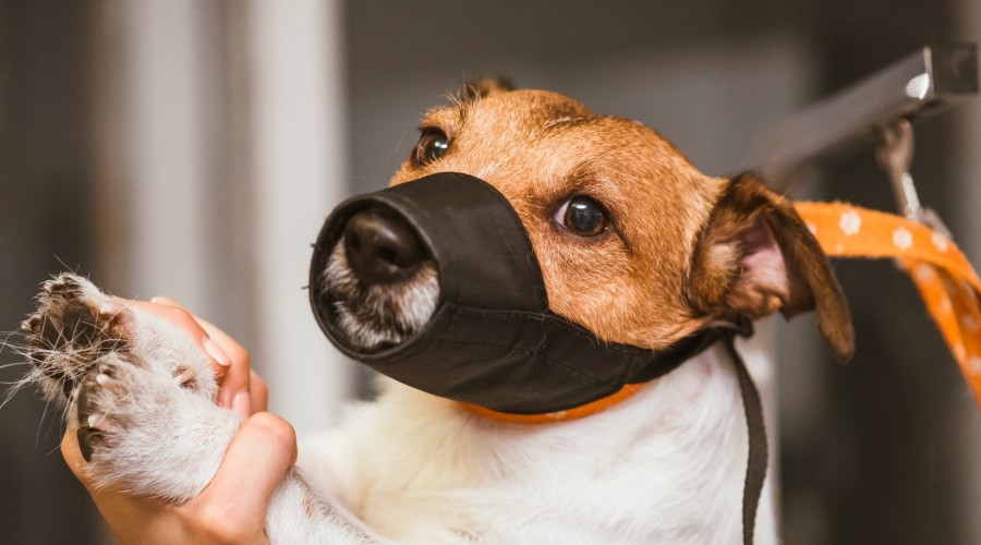 Nie zabijaj psa kagańcem!