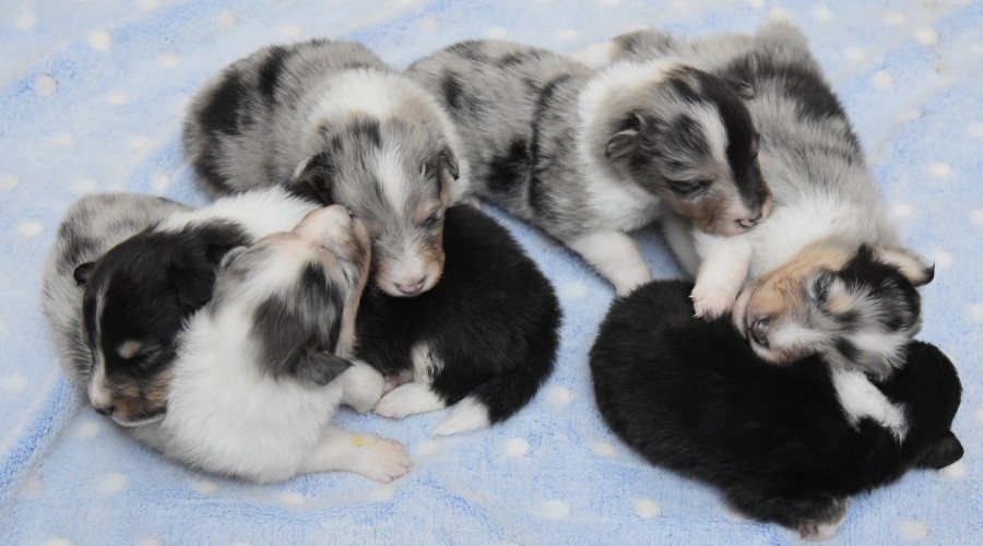 Problemy z instynktem macierzyńskim