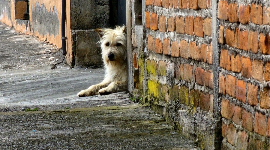 Jak zwabić zagubionego psa?
