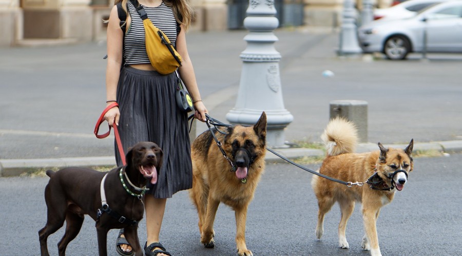 Petsitter - jak  wybrać właściwą osobę